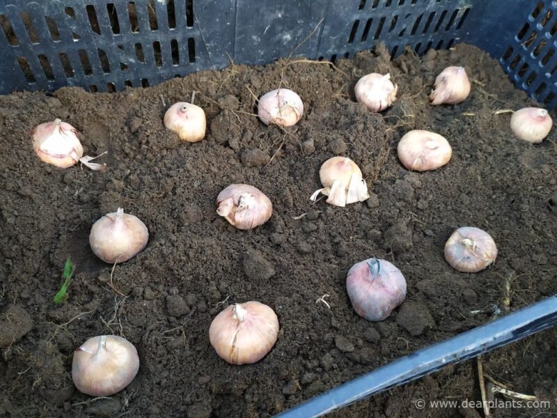 How to plant and protect bulbs and tubers from mice and moles - plant the bulbs inside the box - www.dearplants.com