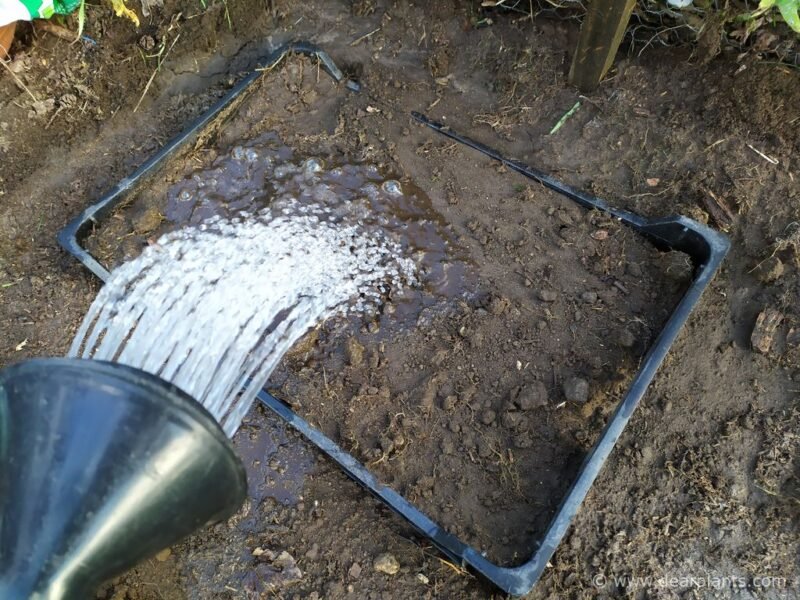 How to plant and protect bulbs and tubers from mice and moles - water the bulbs - www.dearplants.com