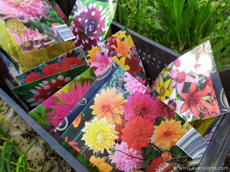How to start Dahlias early in pots - basket of dahlia tubers - www.dearplants.com