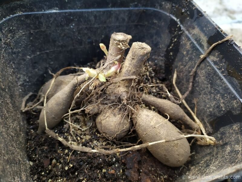 How to start Dahlias early in pots - planting dahlia tubers - www.dearplants.com