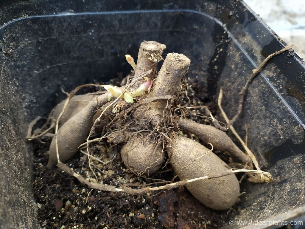 How to start Dahlias early in pots Dear Plants