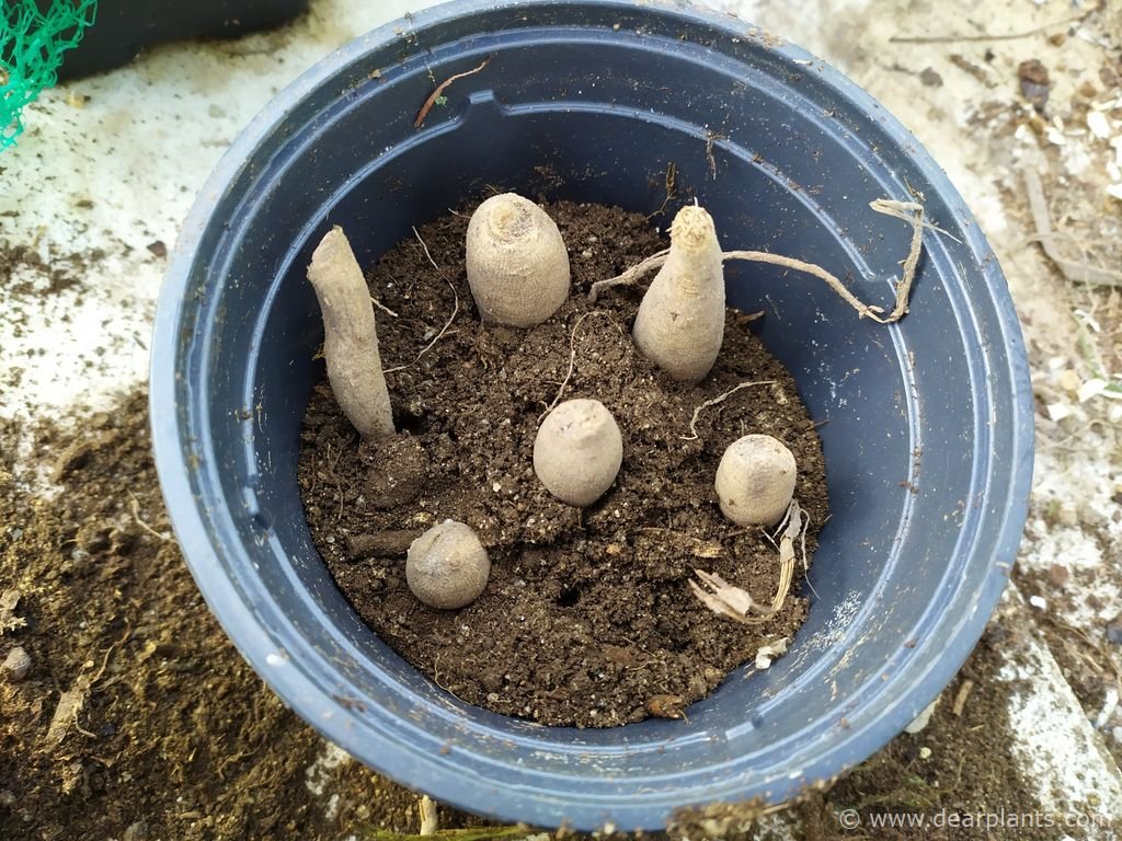 How to start Dahlias early in pots Dear Plants