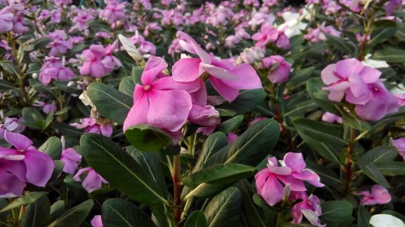 Catharanthus roseus (rose periwinkle or cayenne jasmine) - border - www.dearplants.com