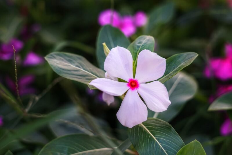 Catharanthus roseus (rose periwinkle or cayenne jasmine) - white flower - www.dearplants.com