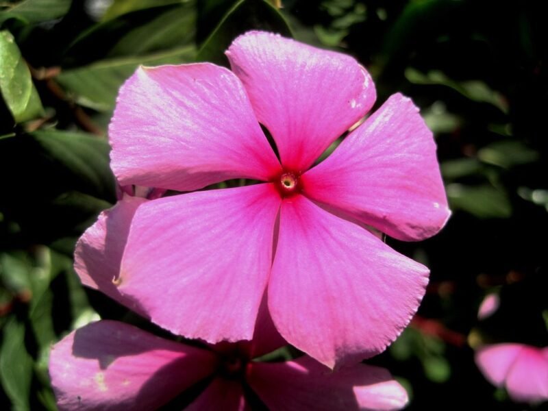 Catharanthus roseus (rose periwinkle or cayenne jasmine) - www.dearplants.com
