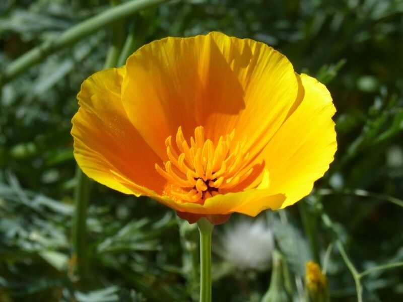 Eschscholzia californica (California poppy) - yellow california poppy - www.dearplants.com