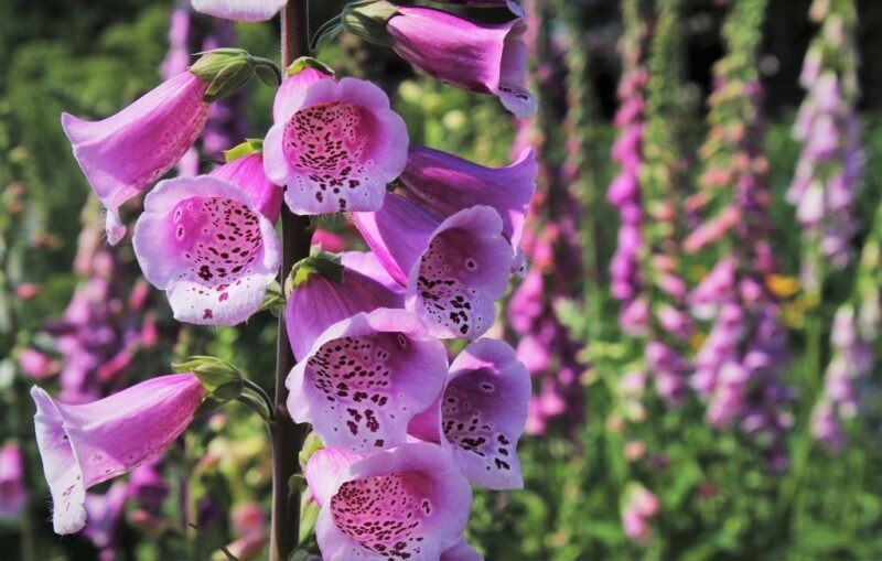 Foxglove (Digitalis purpurea) - www.dearplants.com