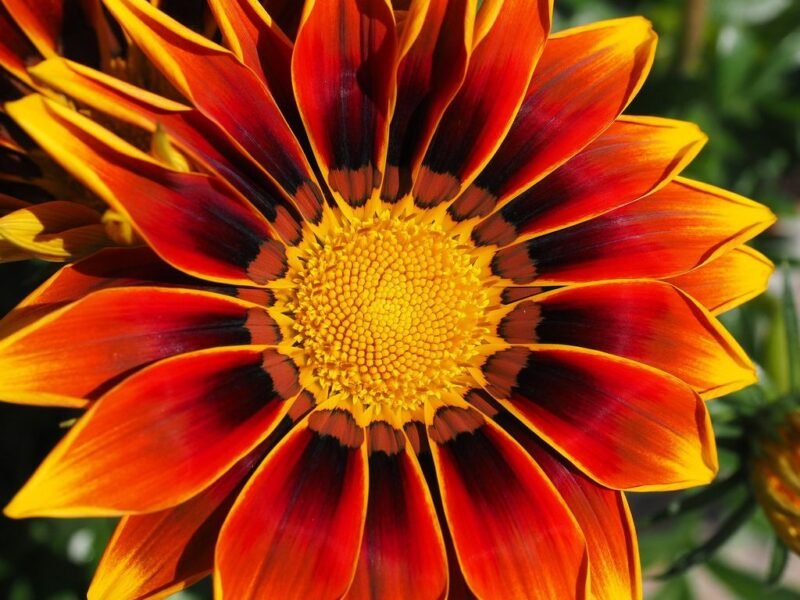 Gazania rigens (Treasure flower) - orange and yellow - www.dearplants.com