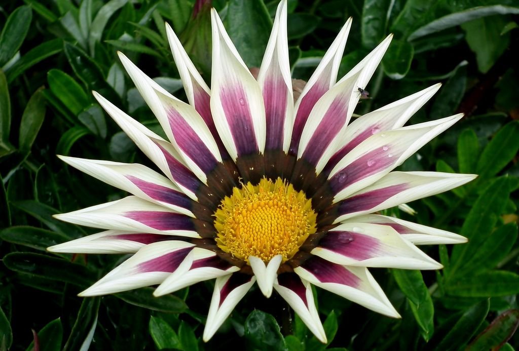 Treasure flower (Gazania rigens) Dear Plants
