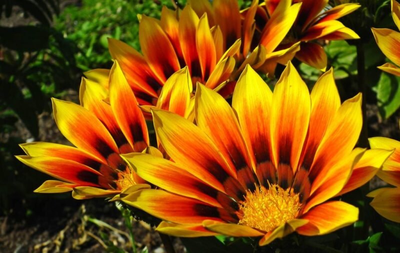 Gazania rigens (Treasure flower) - www.dearplants.com