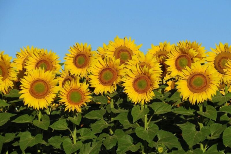 Helianthus annuus (Sunflower) -sunflower field - www.dearplants.com