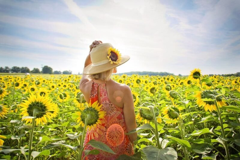 Helianthus annuus (Sunflower) - woman in sunflower field - www.dearplants.com