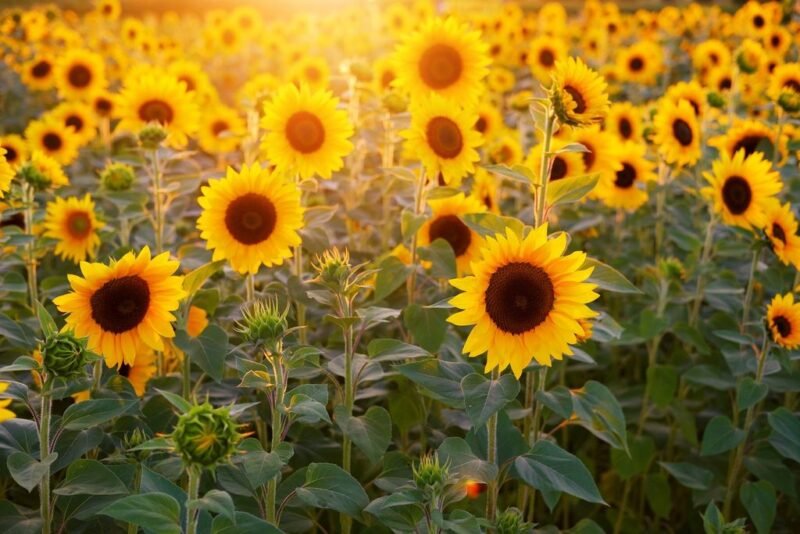 Helianthus annuus (Sunflower) - www.dearplants.com
