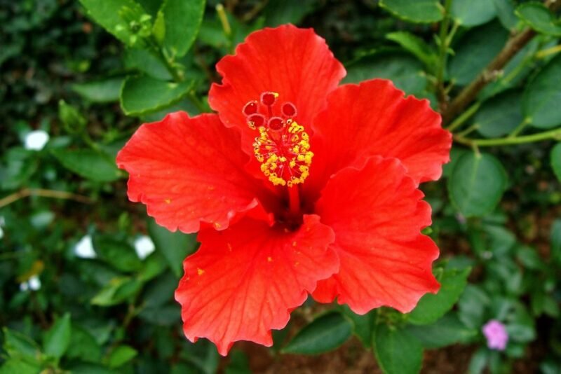 Hibiscus rosa-sinensis (Tropical hibiscus, Rose of China or Hawaiian hibiscus) - red flower - www.dearplants.com