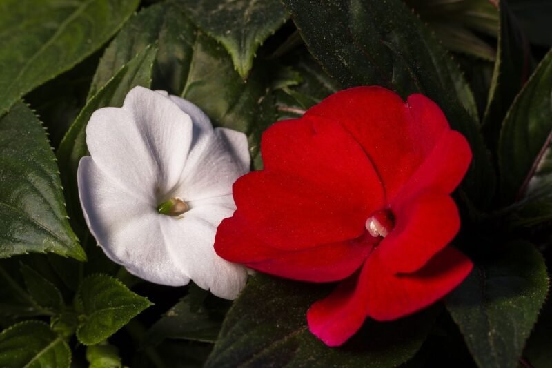 Impatiens walleriana (Busy lizzie) - red an white flowers - www.dearplants.com