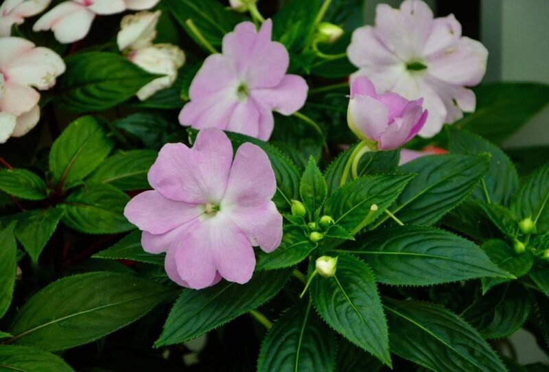 Impatiens walleriana (Busy lizzie) - www.dearplants.com