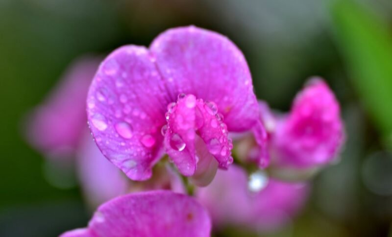 Lathyrus odoratus (Sweet pea) - flower