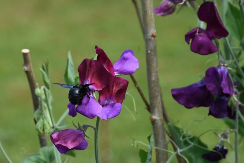 Lathyrus odoratus (Sweet pea) - sweet peas attracting pollinators