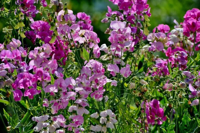 Lathyrus odoratus (Sweet pea)
