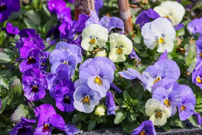 Pansy (Viola × wittrockiana) - www.dearplants.com