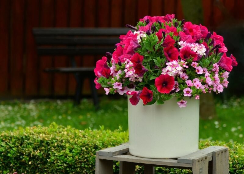 Petunia - petunia pot - www.dearplants.com