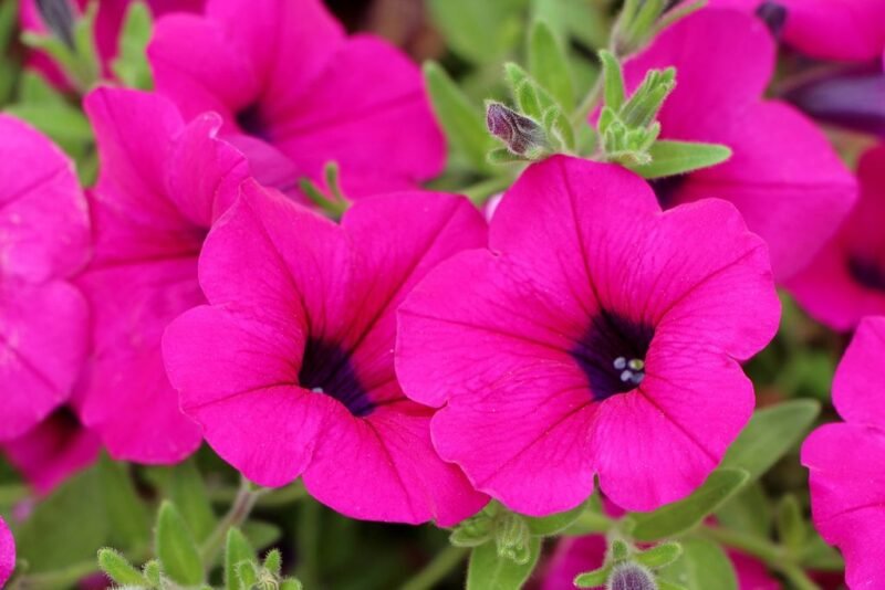Petunia - pink flowers - www.dearplants.com
