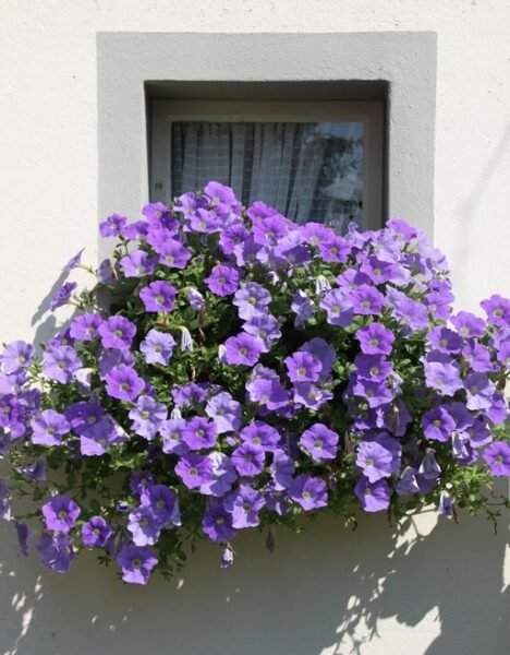 Petunia - purple flowers in balcony - www.dearplants.com
