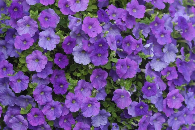 Petunia - purple flowers - www.dearplants.com