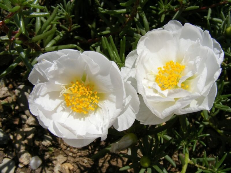 Portulaca grandiflora (Rose moss or Eleven o'clock) - white flowers - www.dearplants.com