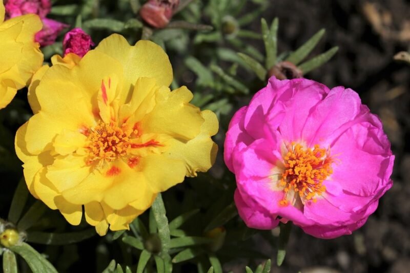 Portulaca grandiflora (Rose moss or Eleven o'clock) - www.dearplants.com