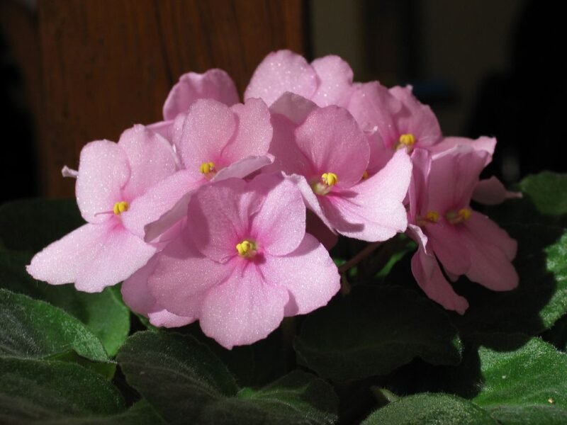 Saintpaulia ionantha (African violet) - flowers - www.dearplants.com