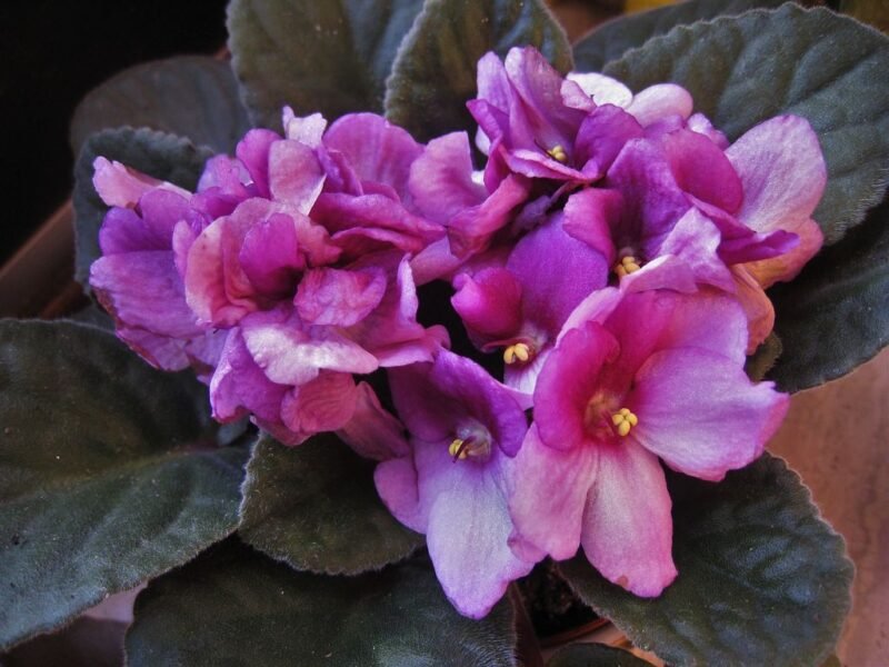 Saintpaulia ionantha (African violet) - www.dearplants.com