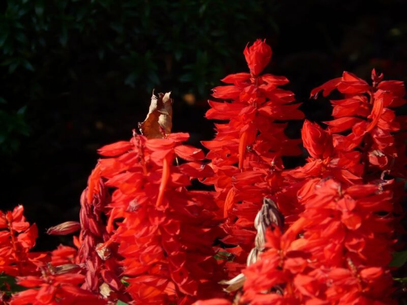 Salvia splendens (Scarlet Sage) - www.dearplants.com