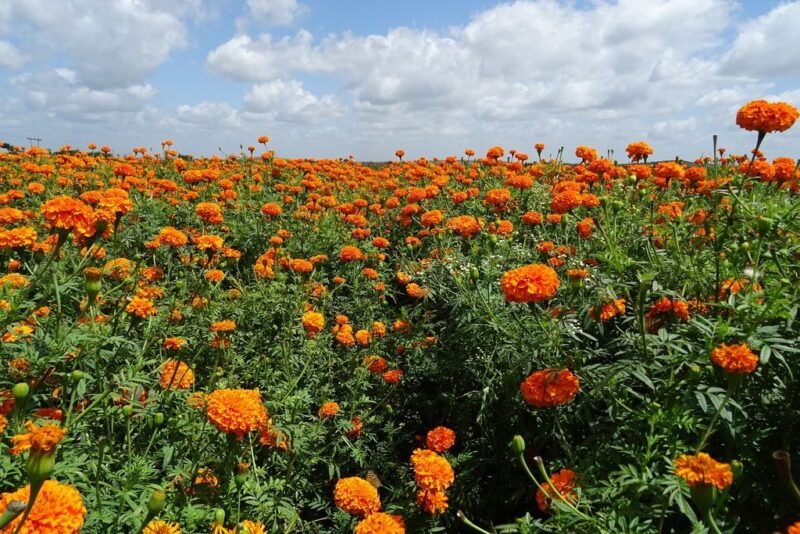 Tagetes patula (French marigold) - French marigold field - www.dearplants.com
