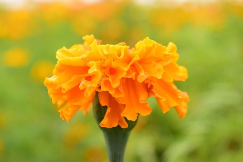 Tagetes patula (French marigold) - orange flower - www.dearplants.com