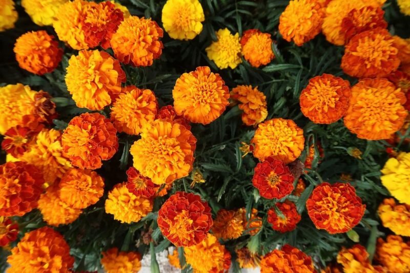 Tagetes patula (French marigold) - www.dearplants.com