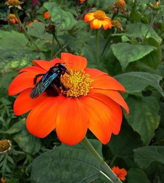 Tithonia rotundifolia (Mexican sunflower or Mexican marigold) - bumble bee - www.dearplants.com