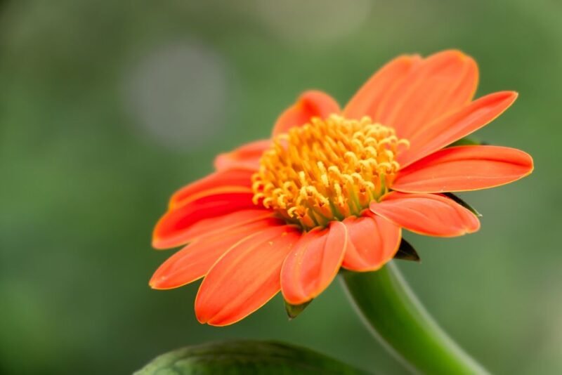 Tithonia rotundifolia (Mexican sunflower or Mexican marigold) - www.dearplants.com