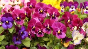 Viola × wittrockiana (Pansy) - www.dearplants.com