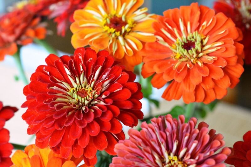 Zinnia elegans (Zinnia) - orange and red zinnias - www.dearplants.com