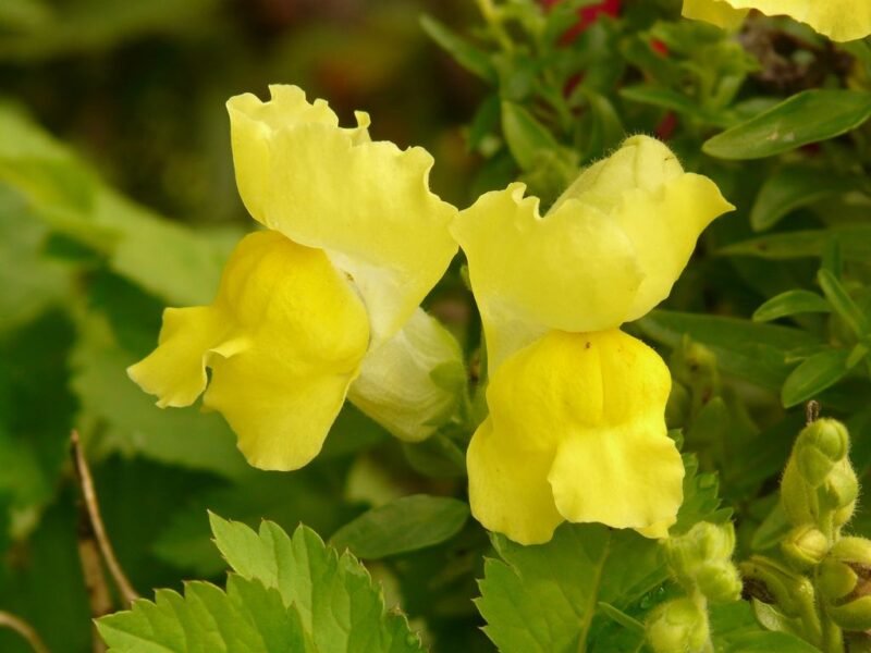 Antirrhinum majus (Snapdragon) - yellow common snapdragon - www.dearplants.com