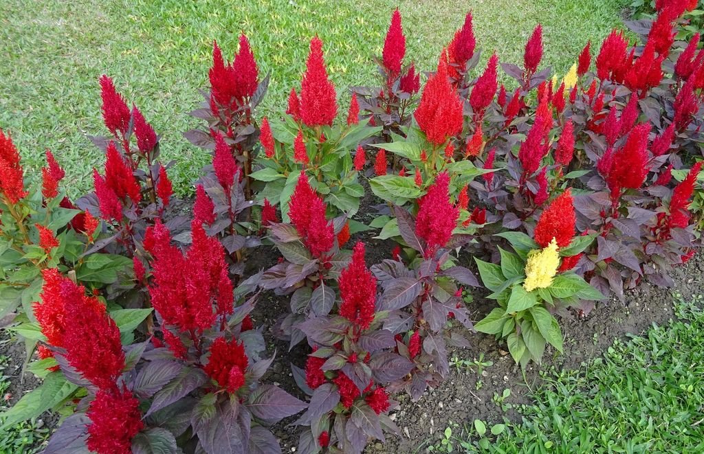 How to plant (Celosia argentea) Dear Plants