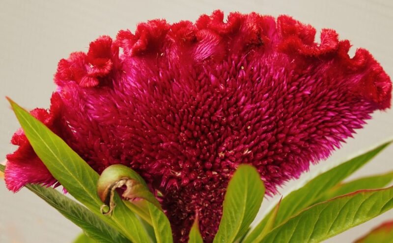 Celosia argentea (cockscomb) - red flower - www.dearplants.com