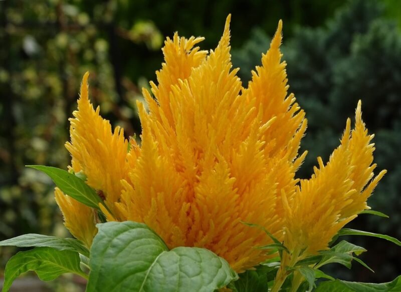 Celosia argentea (cockscomb) - yeallow flower - www.dearplants.com