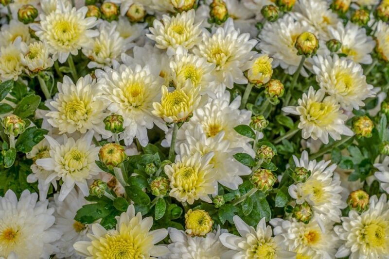 Chrysanthemum - white flowers - www.dearplants.com