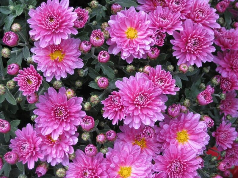Chrysanthemum - www.dearplants.com