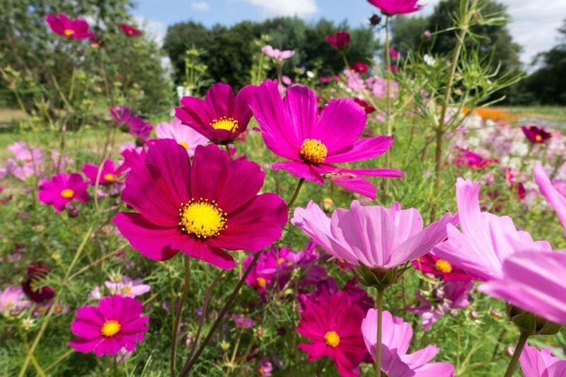 Cosmos bipinnatus (Cosmea) - cosmea border - www.dearplants.com