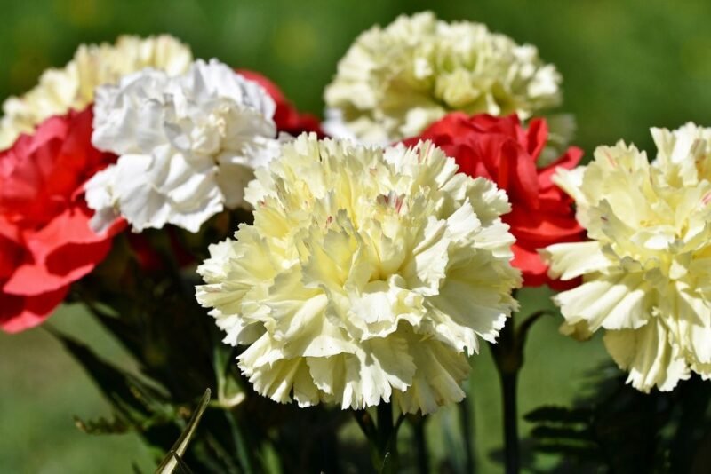 Dianthus caryophyllus (carnation or clove pink) - flowers in several colors - www.dearplants.com