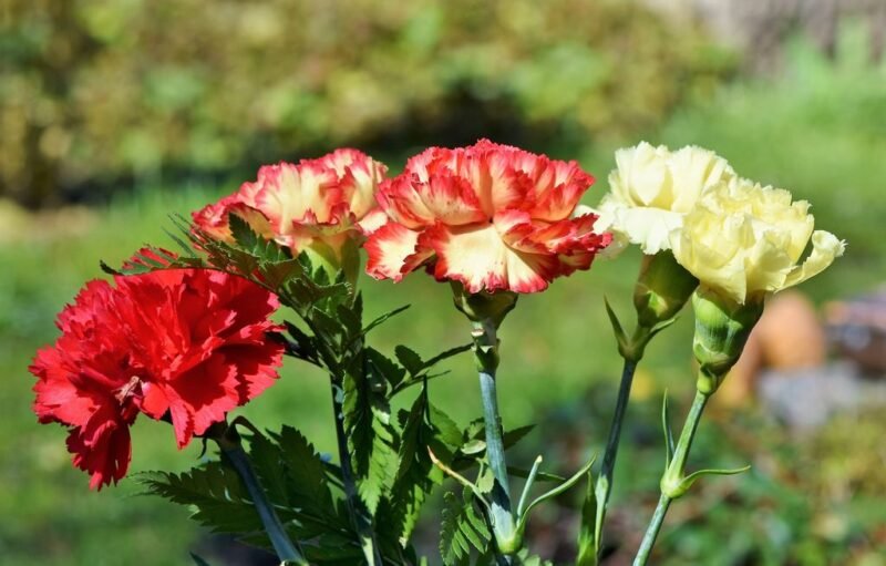 Dianthus caryophyllus (carnation or clove pink) - red and white - www.dearplnats.com