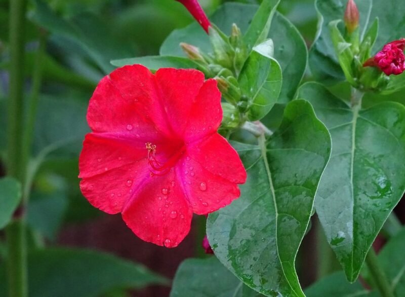 Mirabilis jalapa (Marvel of Peru) - how to plant - www.dearplants.com